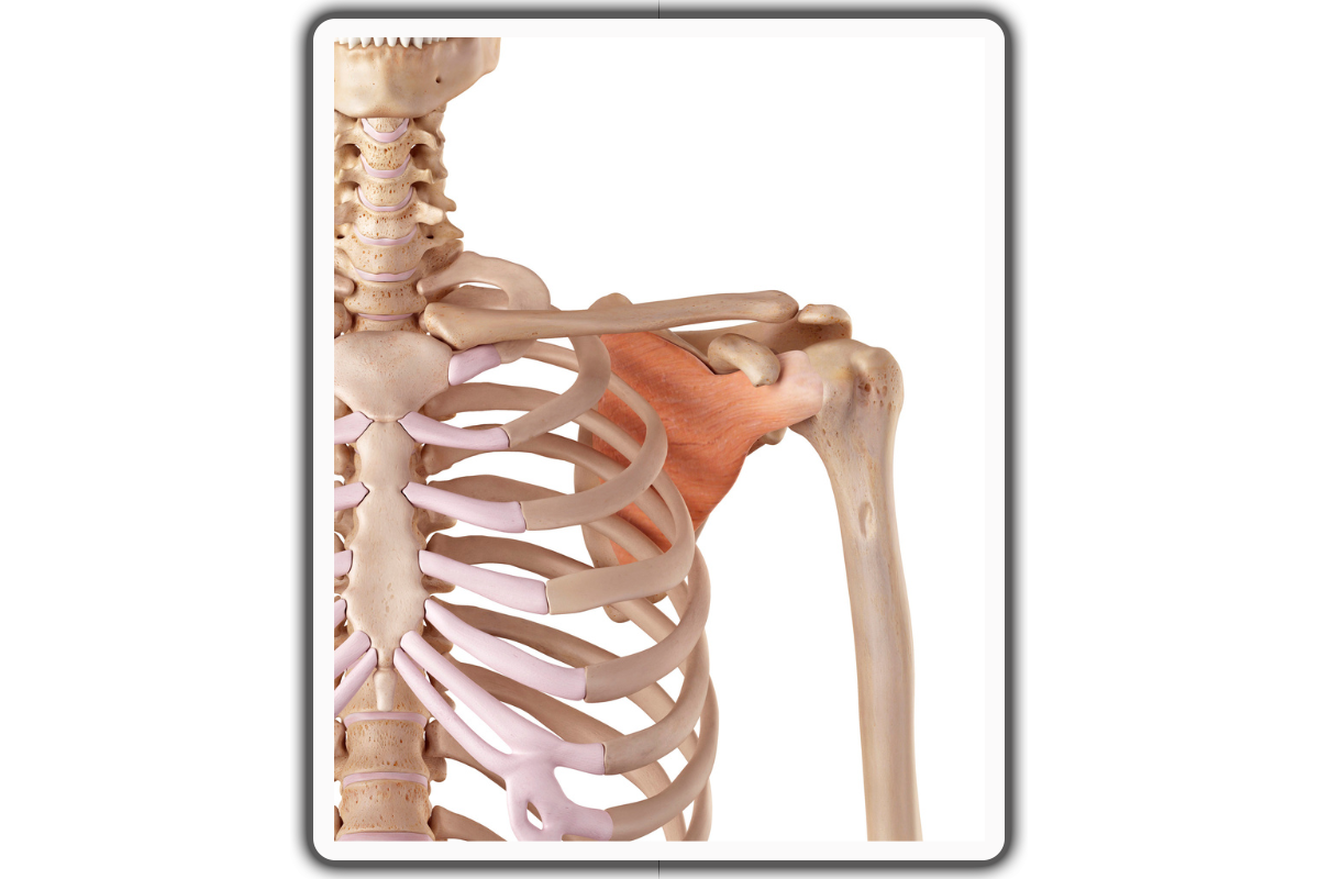 Shoulder Anatomy: Bones, Joints, and Muscles