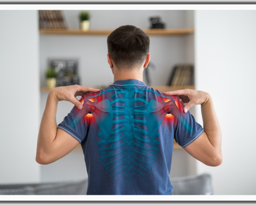 The Shoulder Anatomy