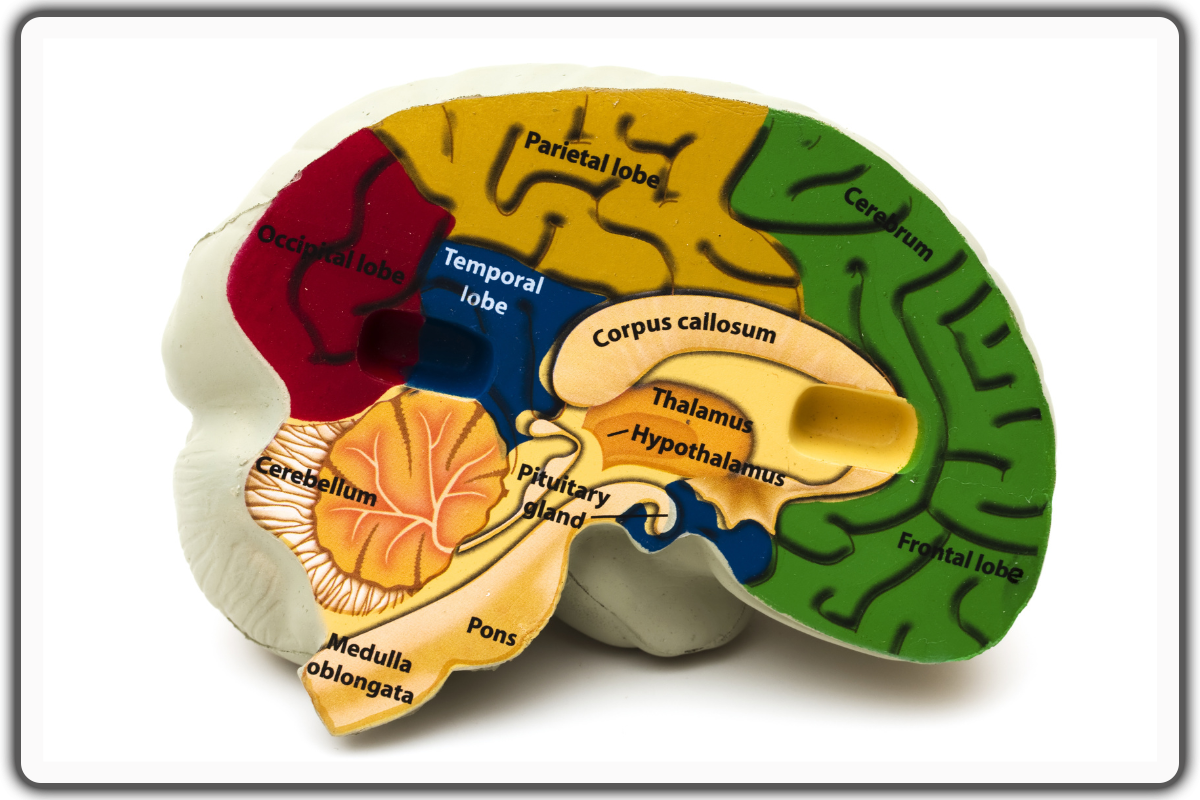 Discovering Brain Anatomy