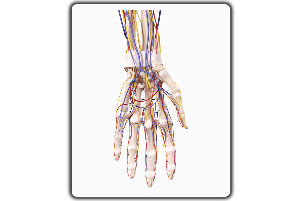 Understanding the Anatomy of the Wrist - Wrist pain prevention: