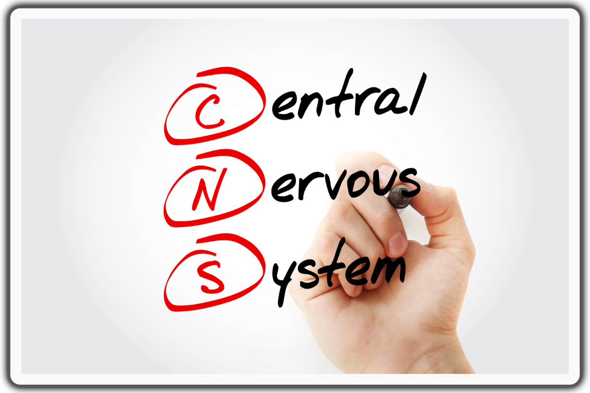 Central Nervous System (CNS) - Nervous System Regulation