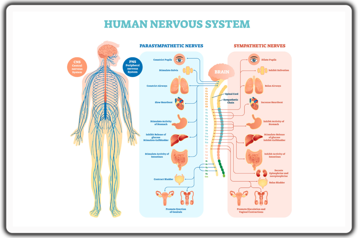 Nervous System Regulation