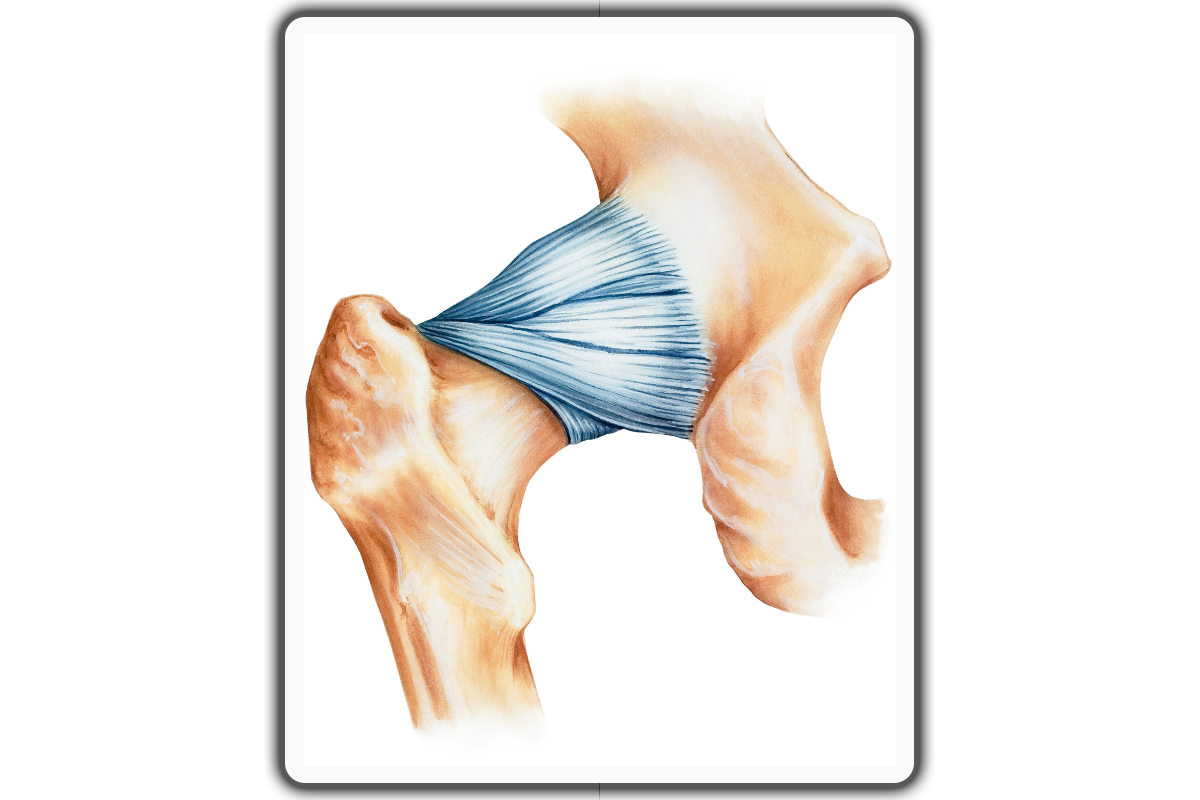 What Are Ligaments